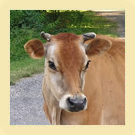 Jersey Cow Jersey Cow