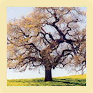 Family Tree Family Tree